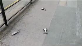 香港,鳥屍,反送中,催淚彈