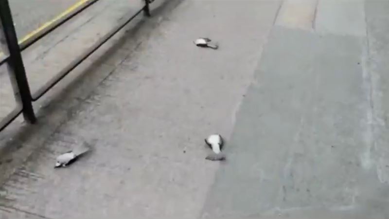 香港遍地翻肚鳥屍！疑遭催淚彈毒死
