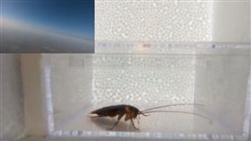 中國,蟑螂,太空,生命力,好奇五先生（圖／翻攝自好奇五先生YouTube）