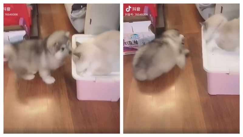 傻眼貓咪！小哈士奇叫囂…下一秒慘了