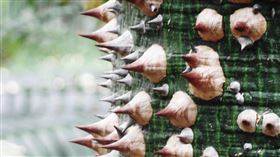 美人樹（圖／翻攝自維基百科）