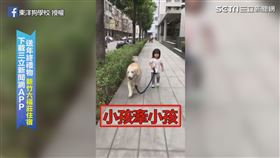 ▲小主人學齡前都會牽著Tiffany去搭車。（圖／東洋狗學校 授權）