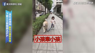 萌娃帶毛孩上學　威嚴說：慢慢走！
