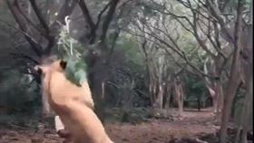 獅子,逗貓棒,樹枝,杜拜,日本。（圖／翻攝自Ueshi_datusara推特）