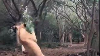 獅子遇巨棒就瘋了？網：工讀喵別裝了
