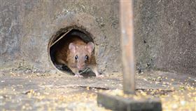 中國近日驚傳鼠疫，陸媒報導，這波疫情起源地的內蒙古自治區錫林郭勒盟蘇尼特左旗小鎮，早在夏季即鼠患成災。（示意圖／圖取自Pixabay圖庫）