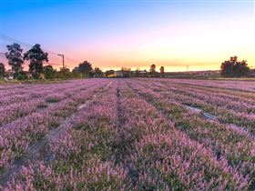 圖片來源：桃園市政府、Pexel