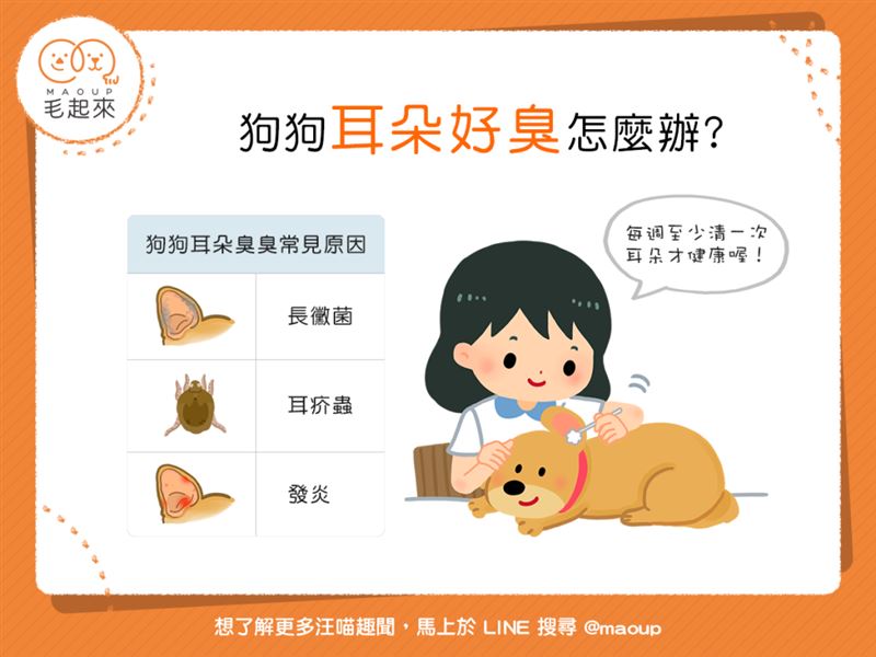 狗狗耳朵「臭迷摸」？至少每週清一次