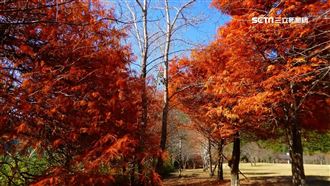 低溫加持！奧萬大落羽松瞬間炸紅