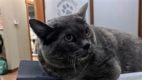 肥貓減肥大作戰！　量體重驗收「偷作弊」被獸醫抓包啦　（圖／翻攝自reddit）