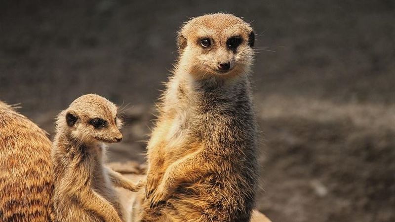 最會自相殘殺的哺乳動物超殺 狐獴女王 血洗自家人 生活 三立新聞網setn Com