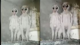 外星人,印度,瘋傳,貓頭鷹,穀倉貓頭鷹,倉鴞