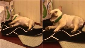 主人嚇法鬥。（圖／翻攝自抖音用戶「＠animaleshaciendocosas」）