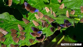 紫斑蝶（George Han提供）