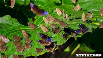 圖／美翻！紫斑蝶百公里遠行茂林避冬