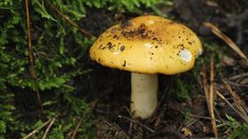 圖片來源：草根影響新視野