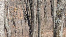 遠東豹,獵豹,絕種,保育,稀有