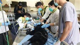 台東縣,廣原小熊,利稻小熊,健檢,健康,無異狀(圖/台東林管處提供)中央社