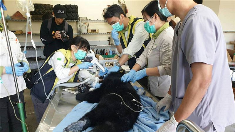 台東廣原和利稻小熊健檢　健康無異狀