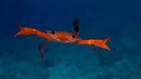 大家都知道螃蟹走路是「橫行」的，但你看過螃蟹游泳嗎？日本一名網友在潛水的時候，意外捕捉到螃蟹游泳的有趣的畫面，而這超萌的新奇泳姿立刻在推特上掀起網友熱議，他們紛紛在底下留言直呼：「太可愛啦！」（圖／翻攝自tatsumi93 Twitter）