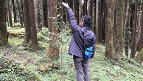 嘉義林區,收回,阿里山,山葵園,復育造林,成活率(圖/嘉義林管處提供)中央社