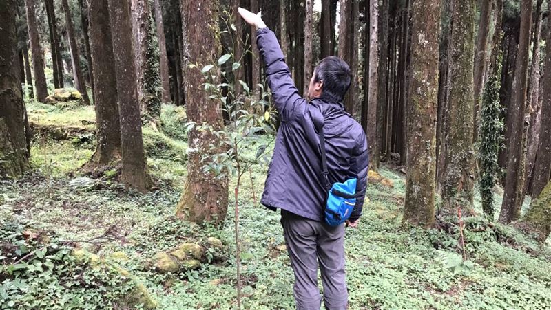 阿里山復育造林　2年成活率達8成5