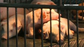 年關近中國穩物價 投4萬噸儲備豬肉