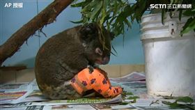 康復中的無尾熊。（圖／AP授權）