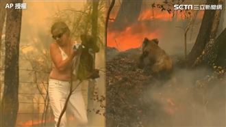 澳洲野火燒傷無尾熊　民眾脫衣急救援