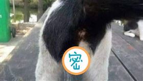 太極,貓咪,蛋蛋,張三豐(爆廢公社公開版)