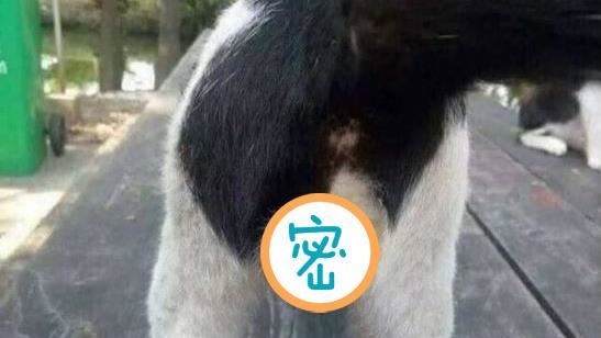 張三豐轉世？貓咪蛋蛋驚見「太極」