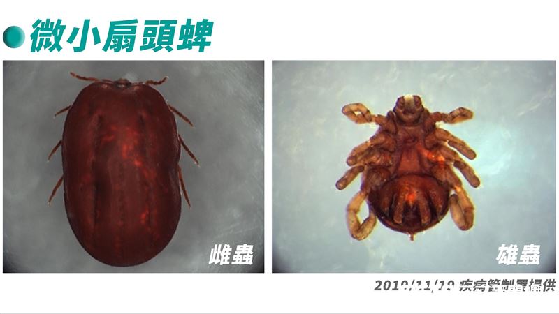 出遊當心！「八腳怪」愛2種人恐奪命