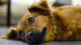 ▲狗狗把主人當成唯一（圖／Pixabay）