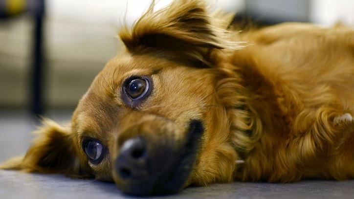 香港首例！女商人確診　家犬呈弱陽性