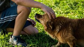 狗,寵物,愛犬,主人（圖／Pixabay）