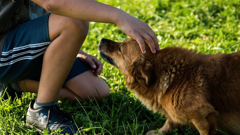 愛犬舔一下！63歲男遭細菌腐蝕死亡