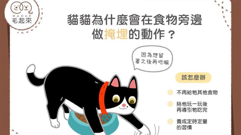 貓貓想把食物埋起來？是在嫌棄伙食嗎