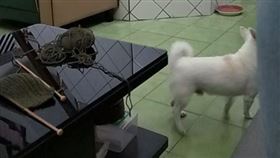 原PO貼出他織到一半的圍巾照片。（圖／翻攝自爆怨公社FB）