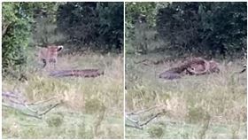 巨蟒大戰花豹！鎖喉激纏2回合　下秒逆轉咬…牠頭骨碎慘輸（圖／翻攝自YouTube）