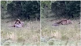巨蟒大戰花豹！鎖喉激纏2回合　下秒逆轉咬…牠頭骨碎慘輸（圖／翻攝自YouTube）