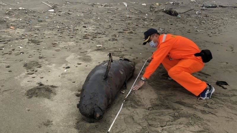 悲！全球僅剩千隻「江豚」死後龍沙灘