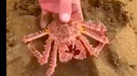 陸媒,影片,帝王蟹,沙灘出土,鰻魚,