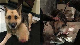 美國,狗狗,毛小孩,牧羊犬,獸醫,快遞,棄養,飼主
https://www.facebook.com/SQSPCA/photos/pcb.2618452708214273/2618397061553171/?type=3&theater