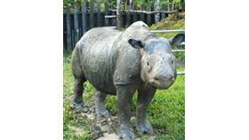 馬來西亞最後一隻蘇門答臘犀牛伊曼23日因癌病逝。（圖取自婆羅洲犀牛聯盟網頁borneorhinoalliance.org）