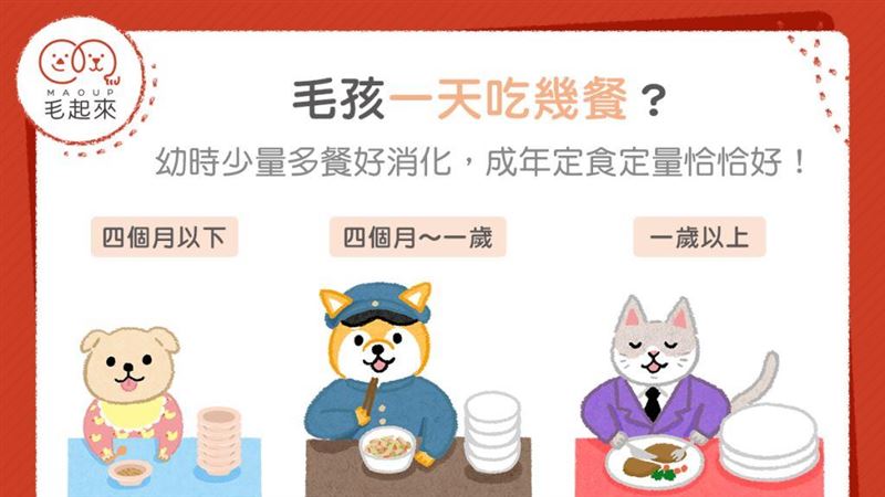 毛孩一天吃幾餐？少量多餐好消化！