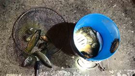 男子台東保育區內違規採硨磲貝（2）海巡署東部分署第一三岸巡隊表示，23日深夜接獲民眾通報指，台東縣卑南鄉富山漁業資源保育區內有疑似違規採捕情形，海巡人員抵達現場，發現黃姓男子持有撈網及水桶，違規採捕螃蟹、硨磲貝等海洋生物。（第一三岸巡隊提供）中央社記者李先鳳傳真  108年11月24日