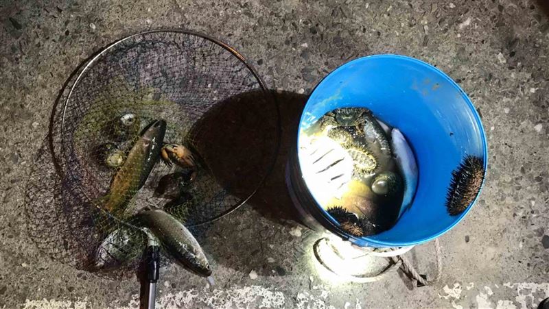 保育區內違規採硨磲貝　最重罰15萬