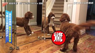 傻汪汪被鏡中的自己嚇　笑翻網友