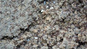 紅火蟻（圖／翻攝自維基百科）