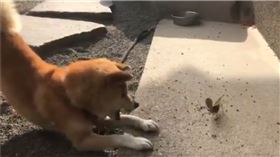 柴犬與螳螂。（圖／翻攝自推特用戶「@Aqua7516YK」）